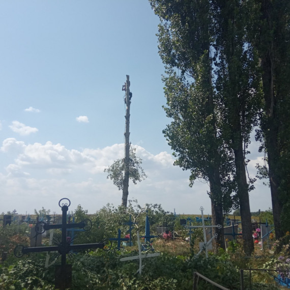 Опиловка деревьев. Опиловка деревьев.